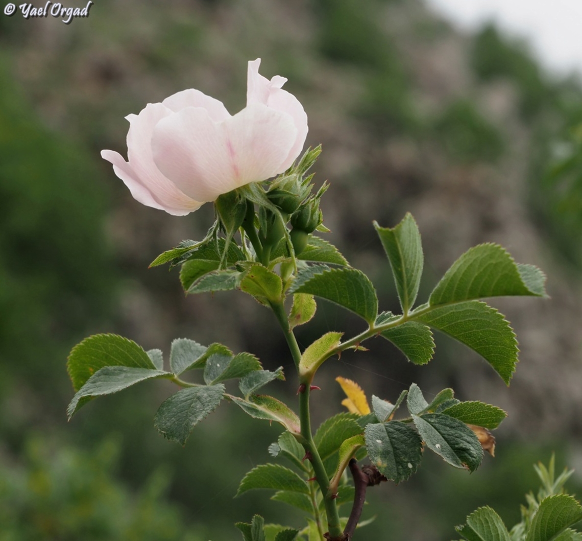 Rosa canina  Dog Rose,Geotagged,Rosa canina,Spring