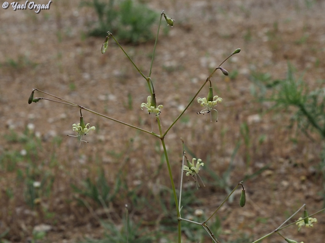 Silene longipetala  Geotagged,Silene longipetala,Spring