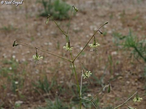 Silene longipetala  Geotagged,Silene longipetala,Spring