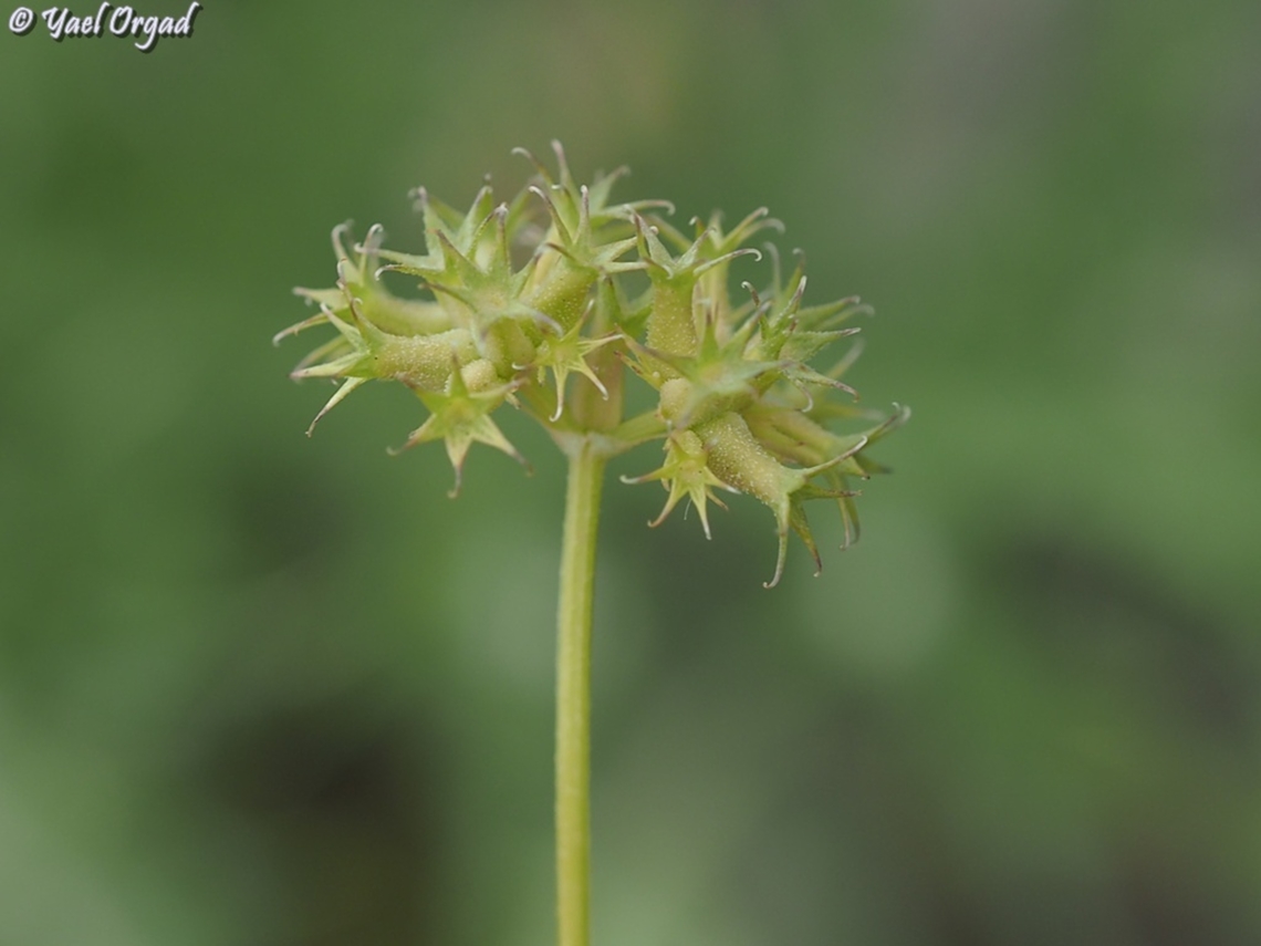 Valerianella dactylophylla  Geotagged,Spring,Valerianella dactylophylla