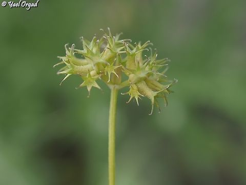 Valerianella dactylophylla  Geotagged,Spring,Valerianella dactylophylla