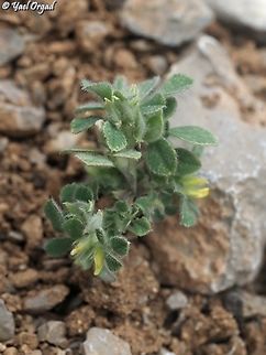 Trigonella brachycarpa  Geotagged,Medicago brachycarpa,Spring