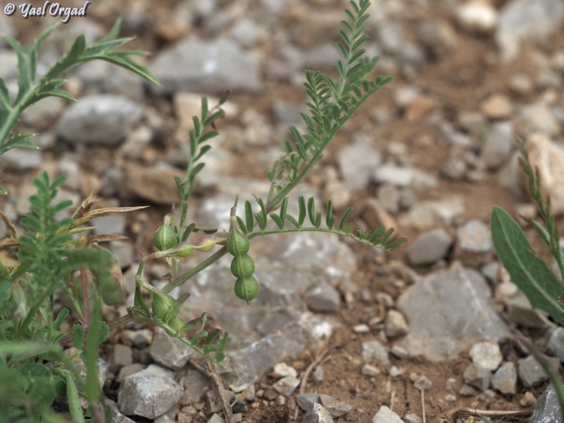 Vicia ervilia  Bitter vetch,Vicia ervilia