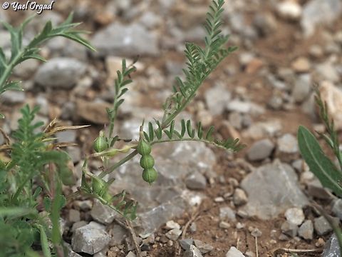 Vicia ervilia  Bitter vetch,Vicia ervilia