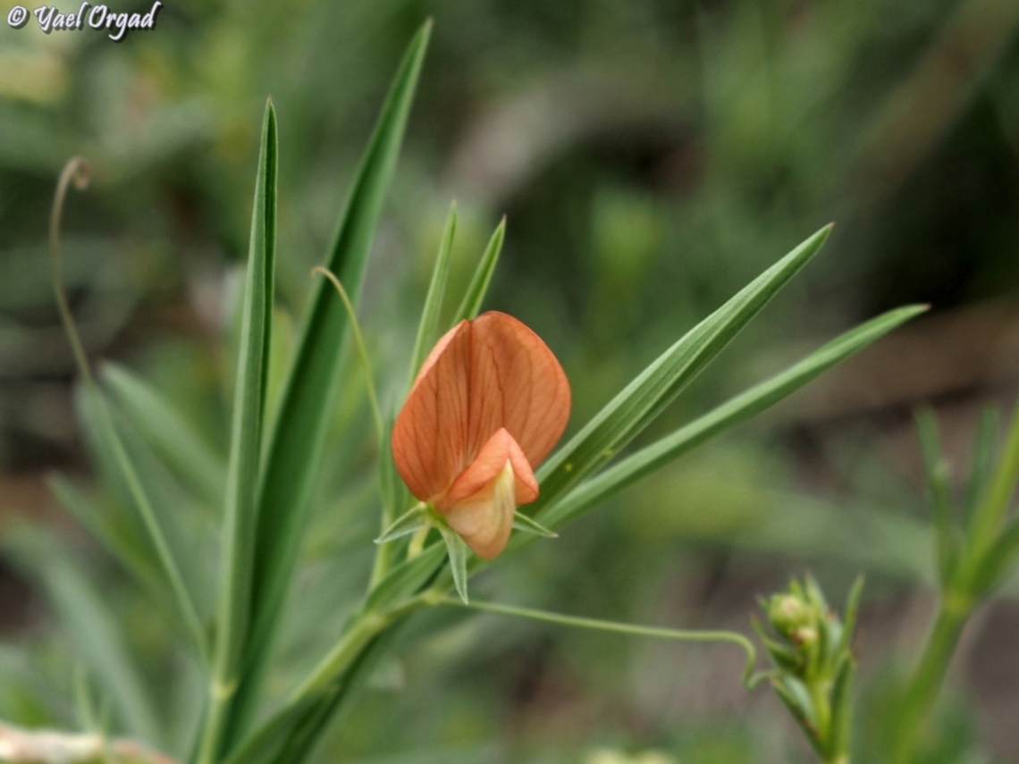 Lathyrus ciliolatus  Geotagged,Lathyrus ciliolatus,Spring