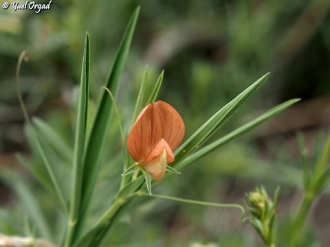 Lathyrus ciliolatus  Geotagged,Lathyrus ciliolatus,Spring