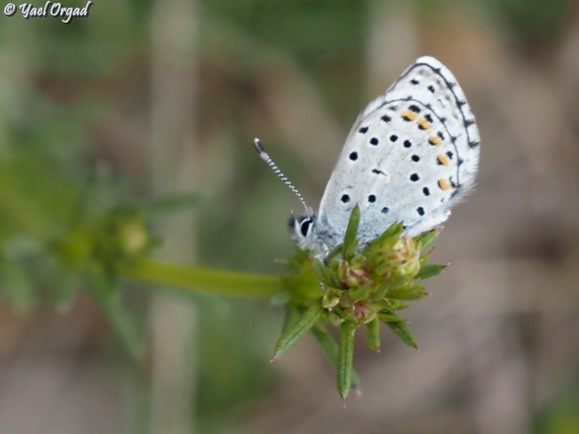 Pseudophilotes vicrama  Eastern baton blue,Geotagged,Pseudophilotes vicrama,Spring