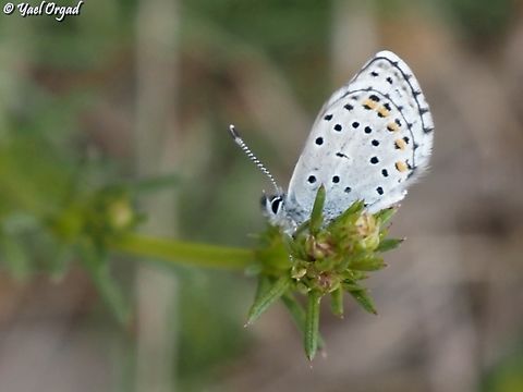 Pseudophilotes vicrama  Eastern baton blue,Geotagged,Pseudophilotes vicrama,Spring