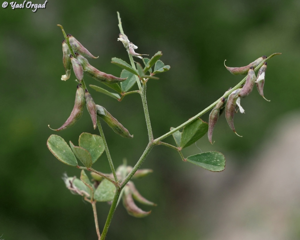 Trigonella strangulata  Trigonella strangulata