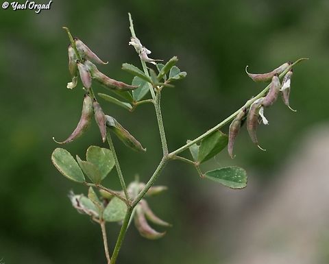 Trigonella strangulata  Trigonella strangulata