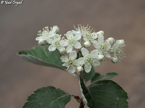 Aria umbellata - Sorbus umbellata  Sorbus umbellata