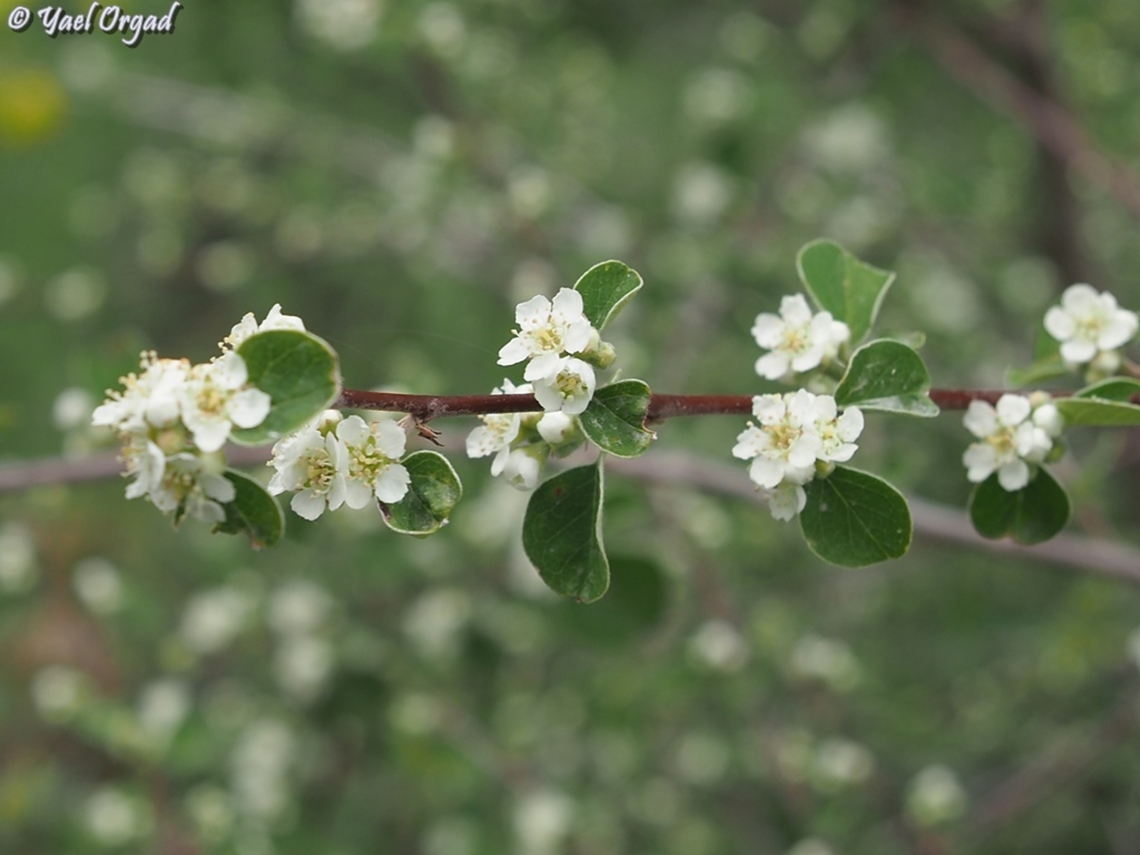 Cotoneaster nummularius  Cotoneaster nummularius