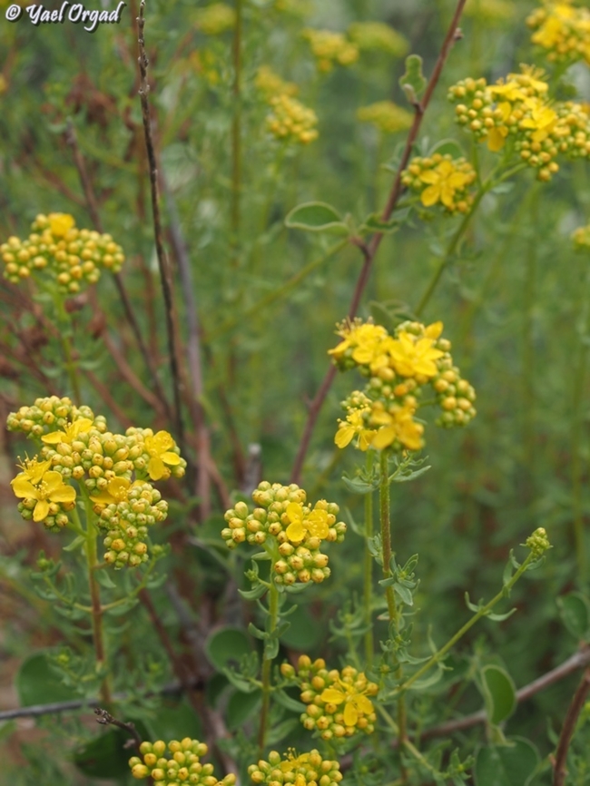 Hypericum scabrum  Hypericum scabrum