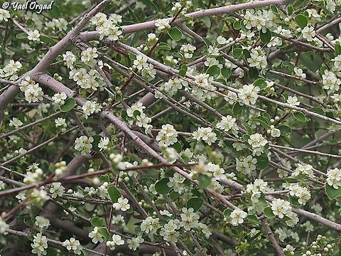 Cotoneaster nummularius  Cotoneaster nummularius,Geotagged,Spring