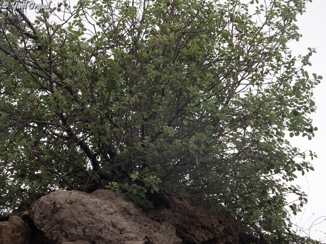 Sorbus umbellata  Geotagged,Sorbus umbellata,Spring