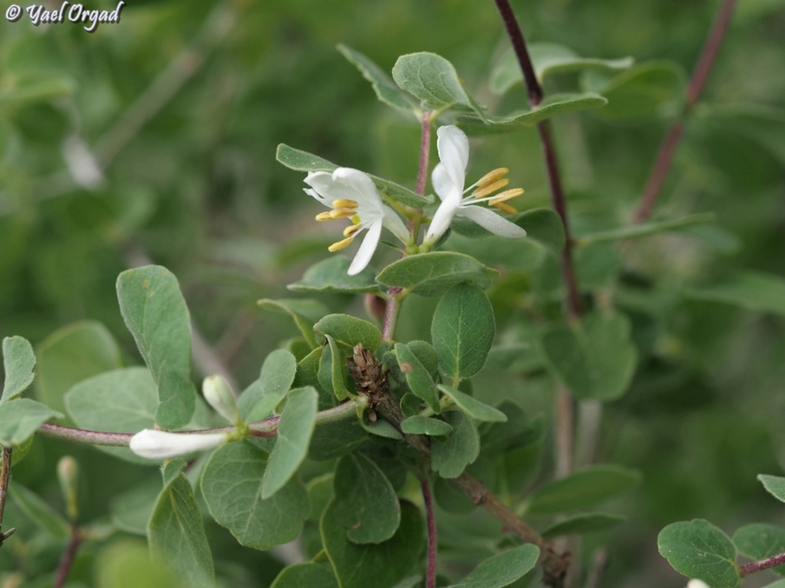 Lonicera nummulariifolia  Lonicera nummulariifolia