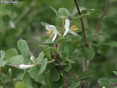 Lonicera nummulariifolia  Lonicera nummulariifolia