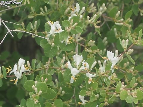 Lonicera nummulariifolia  Geotagged,Lonicera nummulariifolia,Spring