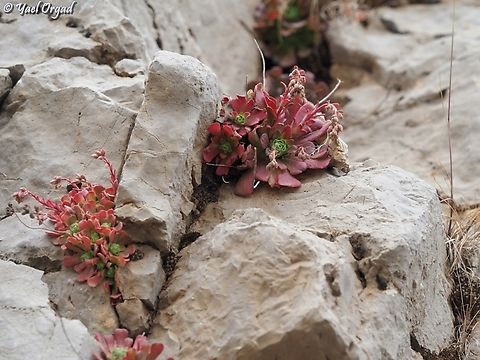 Rosularia libanotica  Geotagged,Lebanon Navelwort,Rosularia libanotica,Spring