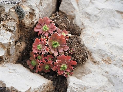 Rosularia libanotica  Lebanon Navelwort,Rosularia libanotica