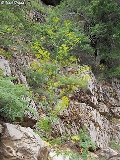 Smyrniopsis syriaca  Smyrniopsis syriaca