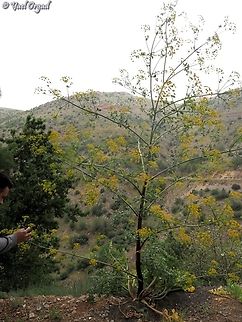 Smyrniopsis syriaca  Geotagged,Smyrniopsis syriaca,Spring