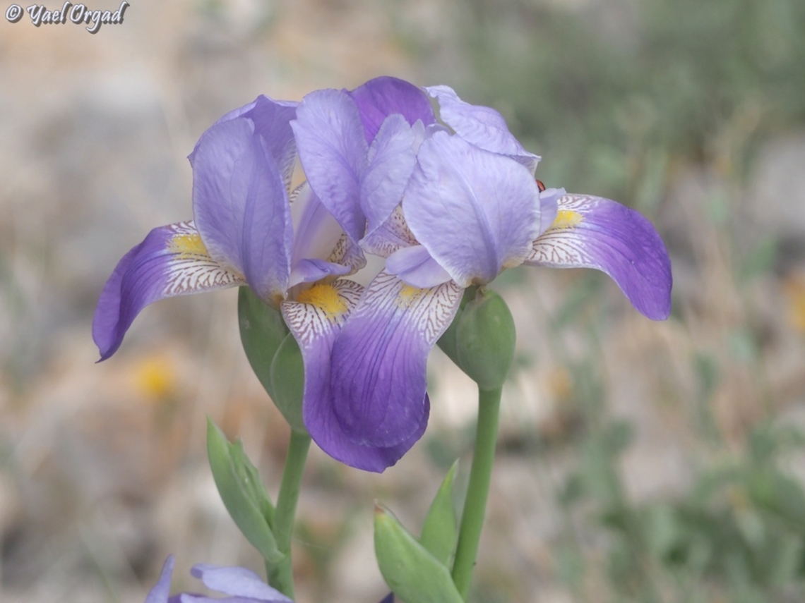 Iris mesopotamica  Geotagged,Iris mesopotamica,Spring
