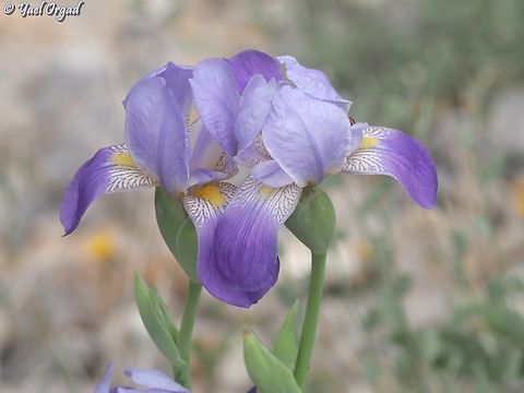 Iris mesopotamica  Geotagged,Iris mesopotamica,Spring