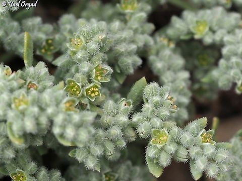 Herniaria incana  Gray Rupturewort,Herniaria incana