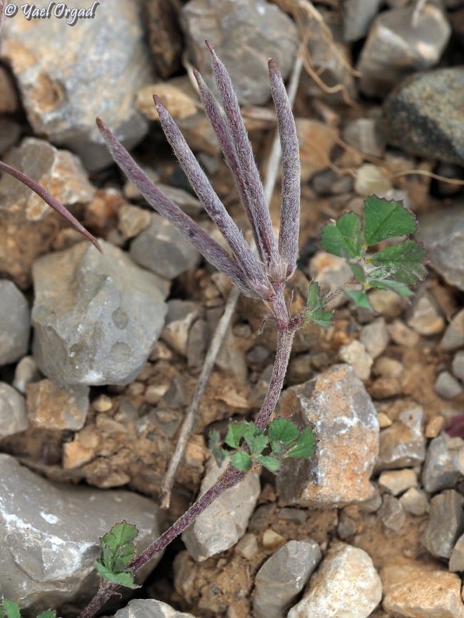 Trigonella crassipes  Geotagged,Spring,Trigonella crassipes