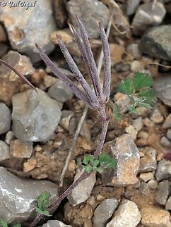 Trigonella crassipes  Geotagged,Spring,Trigonella crassipes