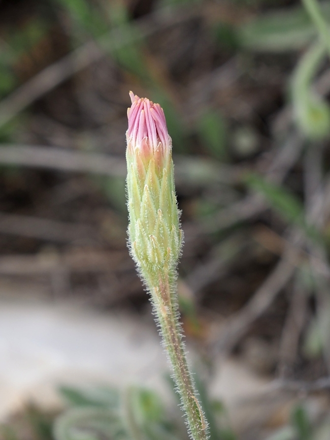 Leontodon asperrimus  Geotagged,Leontodon asperrimus,Spring