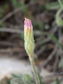 Leontodon asperrimus  Geotagged,Leontodon asperrimus,Spring