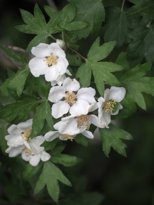 Eriolobus trilobatus  Eriolobus trilobatus,Geotagged,Spring