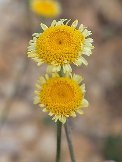 Cota tinctoria  Cota tinctoria,Geotagged,Spring