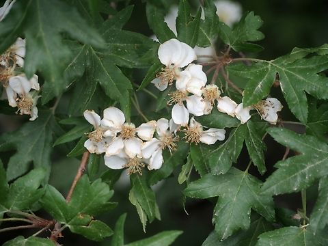 Eriolobus trilobatus  Eriolobus trilobatus,Geotagged,Spring