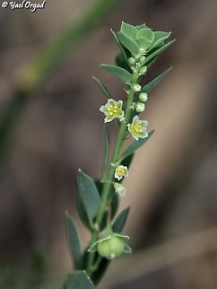 Andrachne telephioides  Andrachne telephioides,Geotagged,Israel,Spring