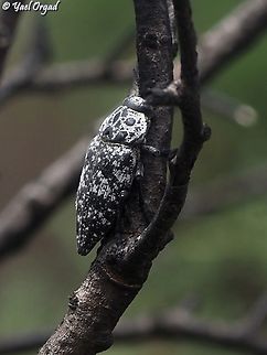 Capnodis cariosa  Capnodis cariosa,Geotagged,Israel,Spring