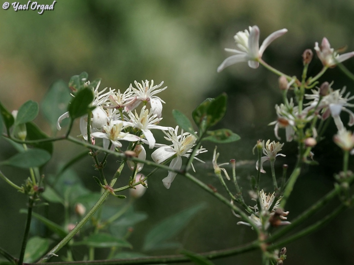 Clematis flammula  Clematis flammula,Fragrant Virgin's-Bower,Geotagged,Israel,Spring