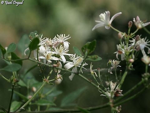Clematis flammula  Clematis flammula,Fragrant Virgin's-Bower,Geotagged,Israel,Spring