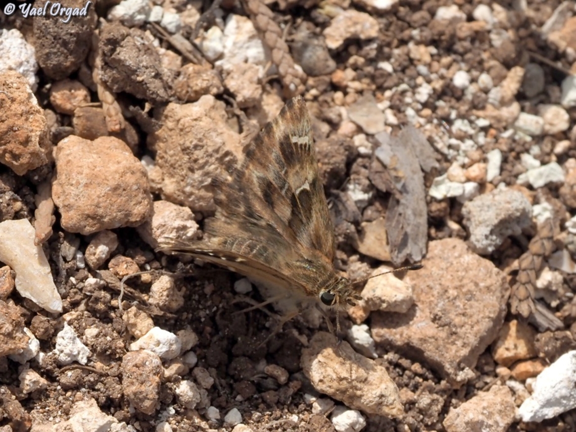 Carcharodus alceae  Carcharodus alceae,Geotagged,Israel,Mallow Skipper,Spring