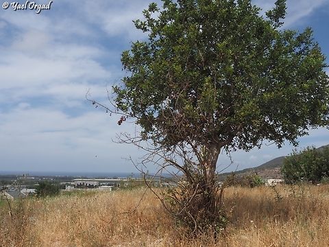 Ceratonia siliqua  Carob,Ceratonia siliqua,Geotagged,Israel,Spring