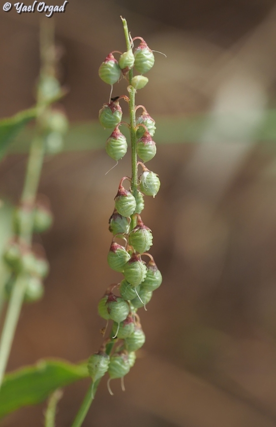 Melilotus elegans  Geotagged,Israel,Melilotus elegans,Spring