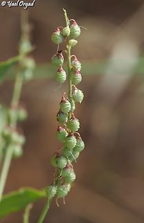 Melilotus elegans  Geotagged,Israel,Melilotus elegans,Spring