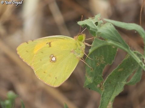 Colias croceus  Clouded yellow,Colias croceus,Geotagged,Israel,Spring