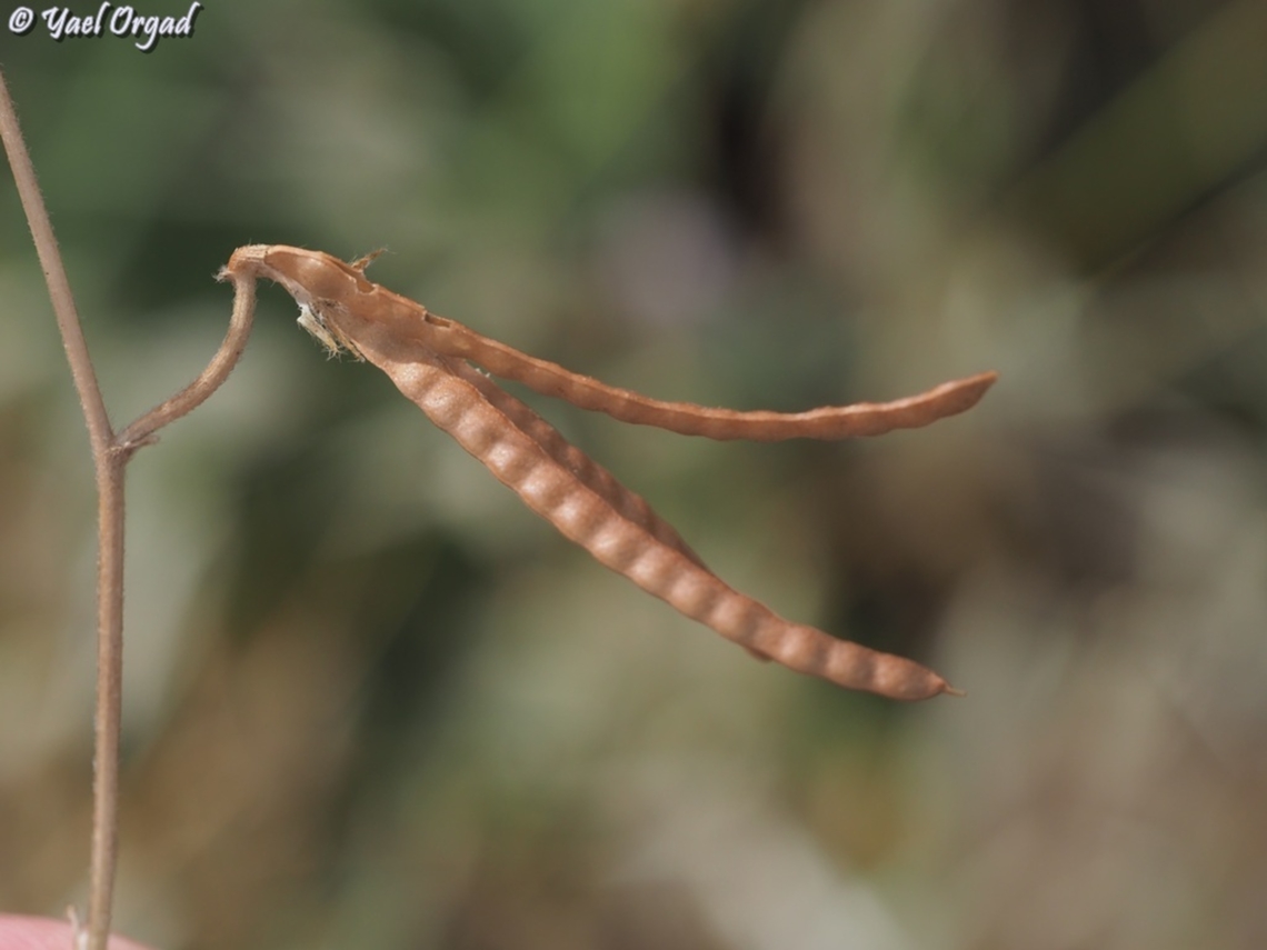 Lotus ornithopodioides  Geotagged,Israel,Lotus ornithopodioides,Southern Bird's-Foot-Trefoil,Spring