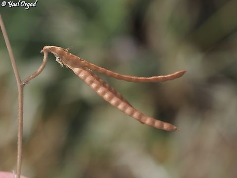 Lotus ornithopodioides  Geotagged,Israel,Lotus ornithopodioides,Southern Bird's-Foot-Trefoil,Spring