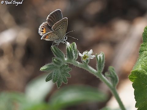 Freyeria trochylus on Heliotropium rotundifolium  Chilades trochylus,Geotagged,Grass jewel,Israel,Spring