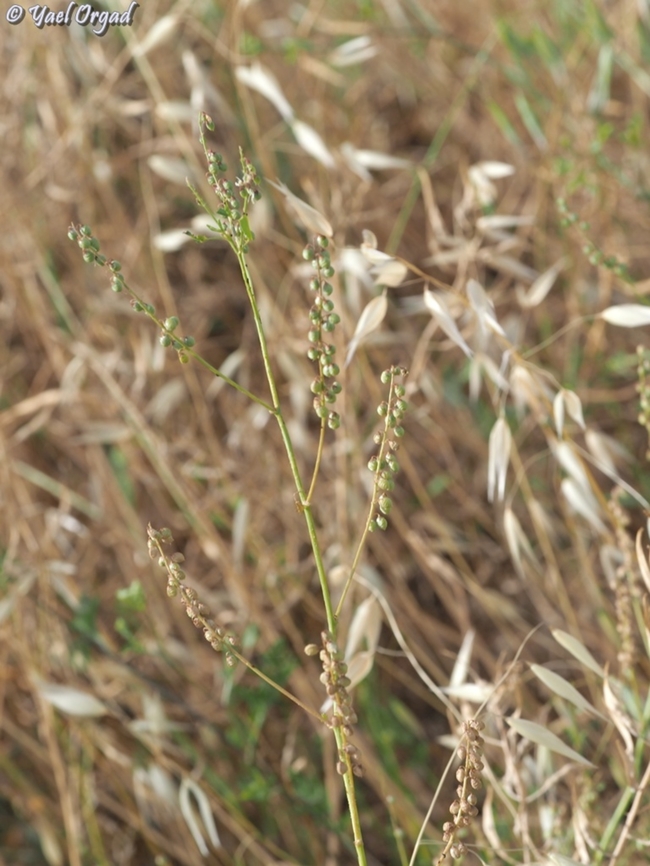 Melilotus elegans  Geotagged,Israel,Melilotus elegans,Spring