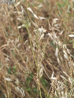 Melilotus elegans  Geotagged,Israel,Melilotus elegans,Spring